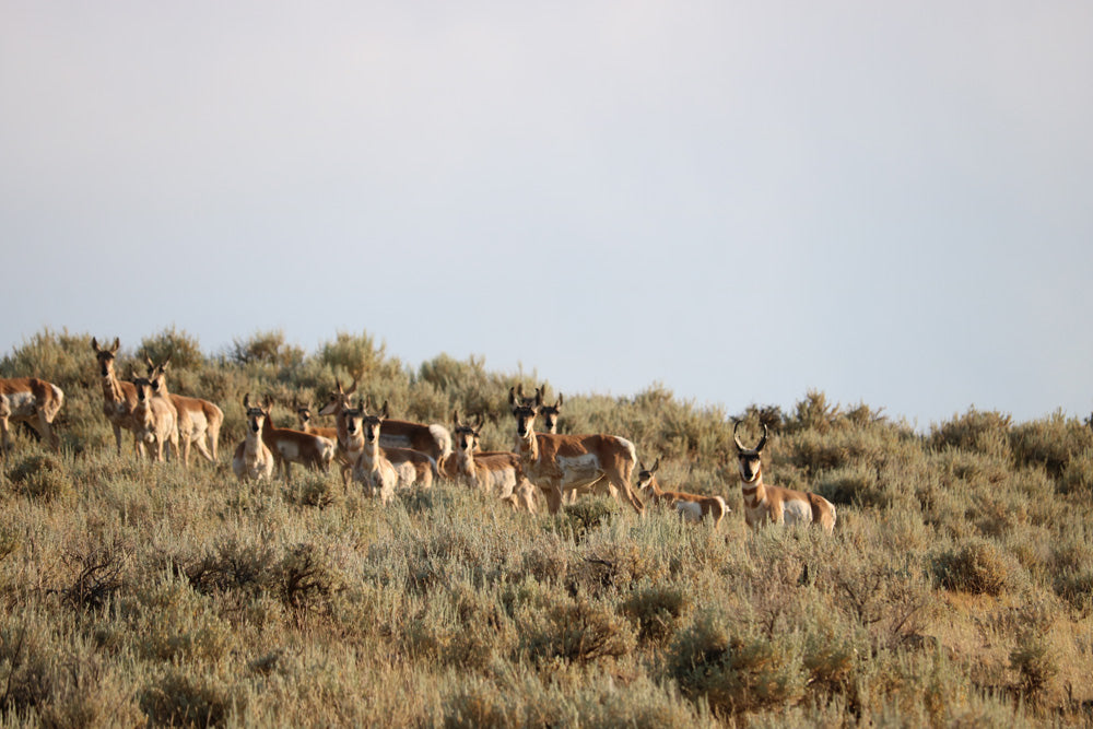 Hi Guys!  Okay.  Bye!