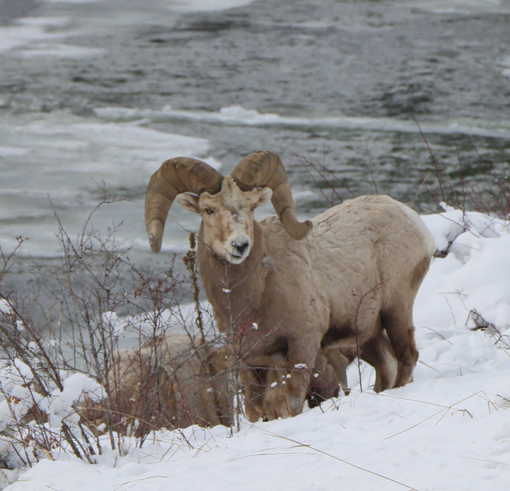 Big Horn Sheep