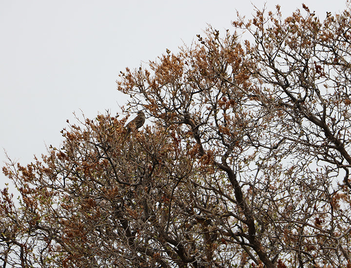 Waiting for Spring Flowers