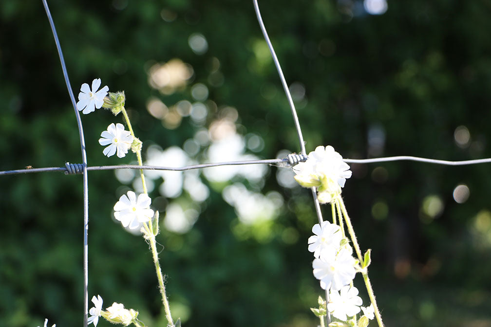 Wild Bladder Campion Flowers