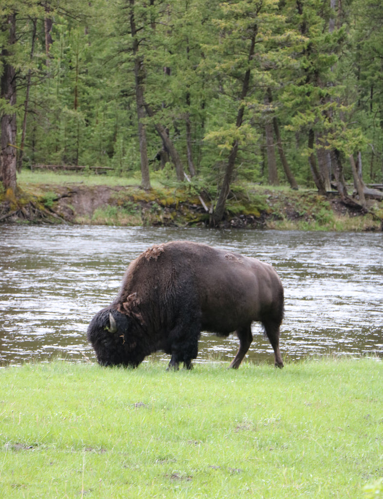 Trip to Yellowstone National Park