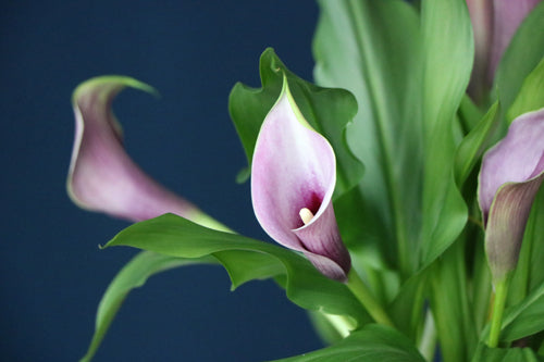 When it Snows Make Smoothies