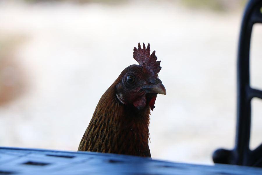 More Pics from St John