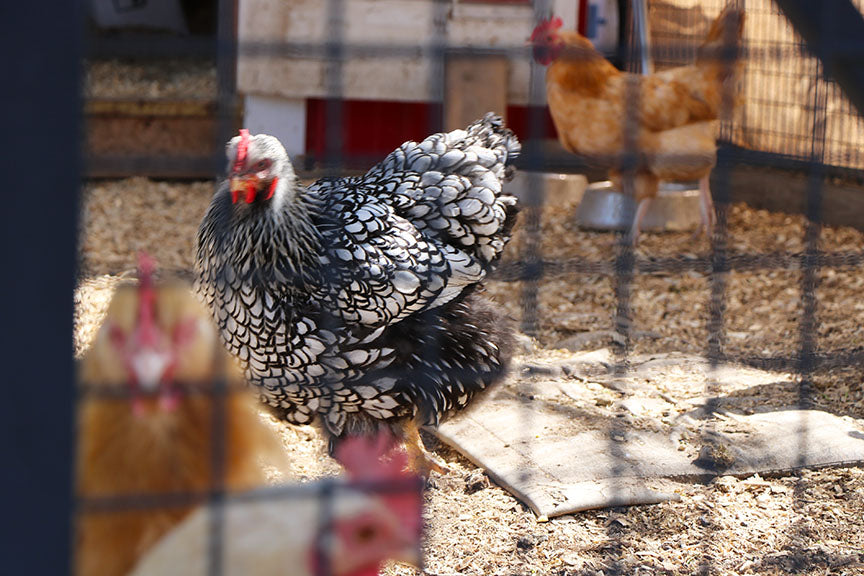 Visiting My Parents' Farm in Wisconsin