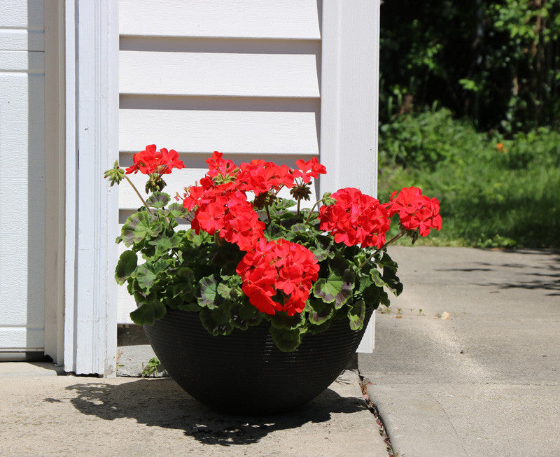 Flowers Around my Yard