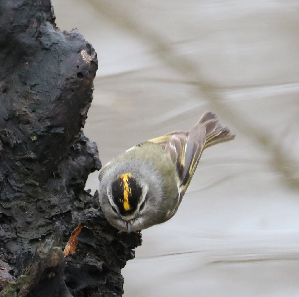 Goldcrest Kinglet and Birding at Fullersburg Woods