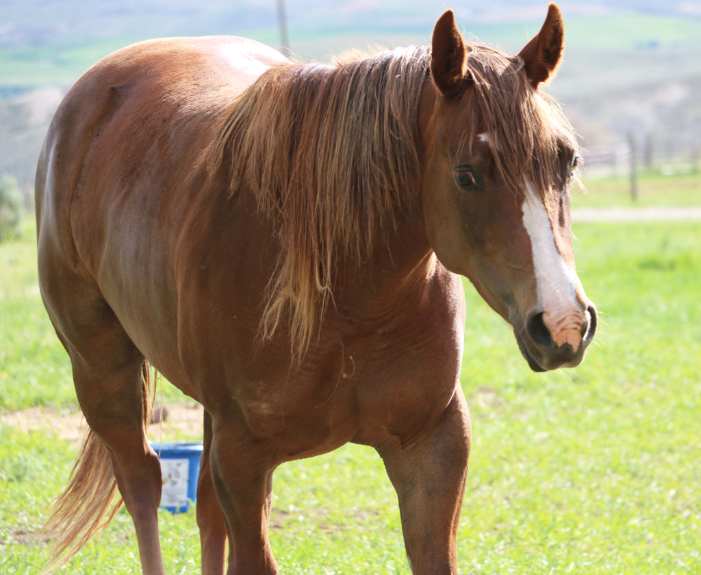 Meet My Horse, Liberty