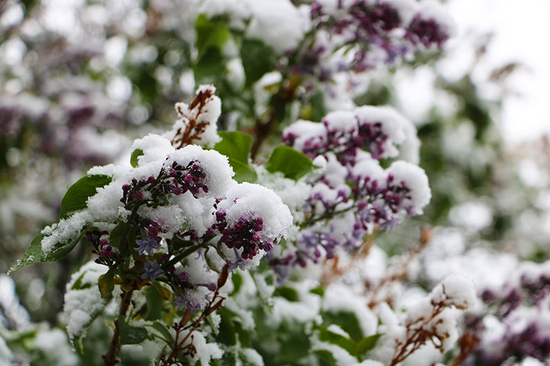 Snow on the Lilacs