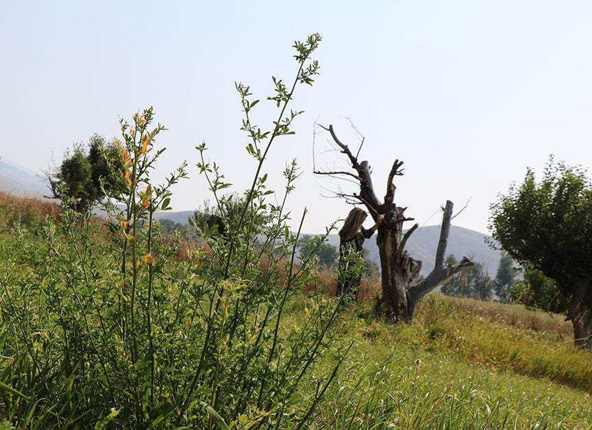 Picking and Preserving Fruit