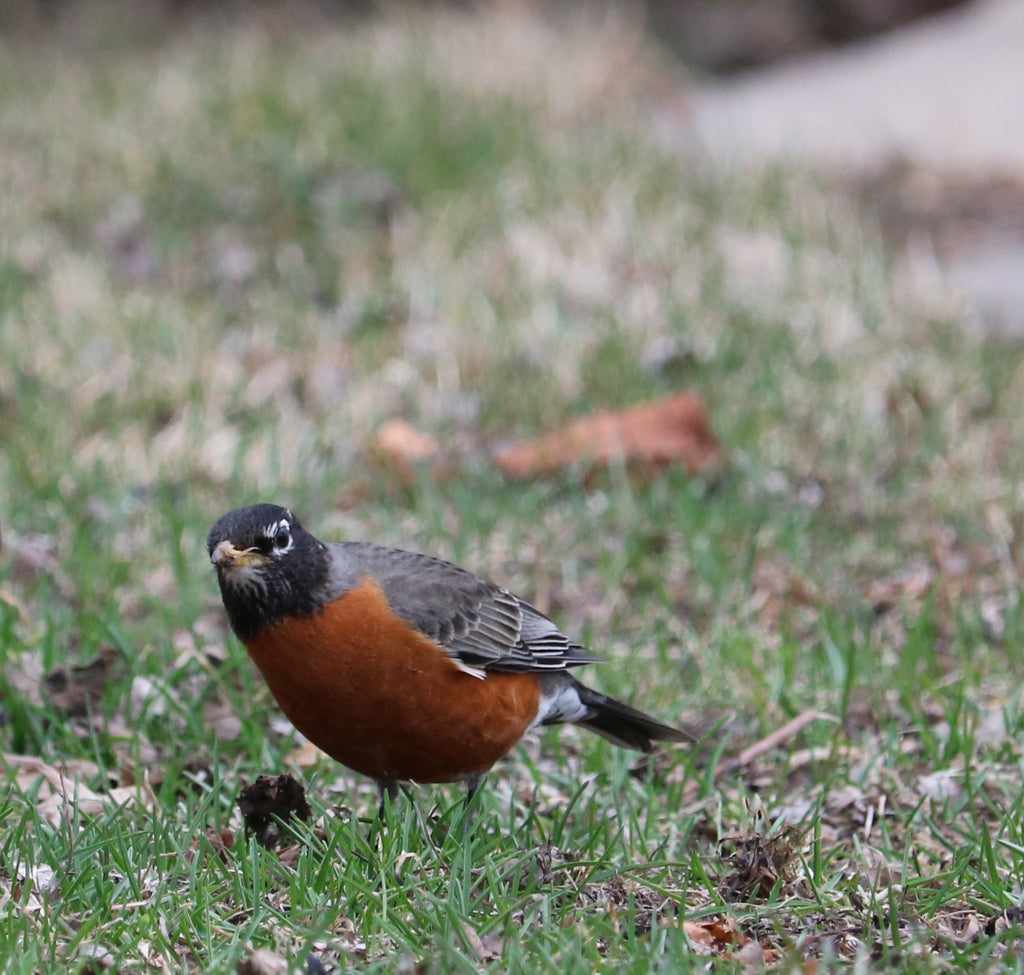 She's Getting Used to Me