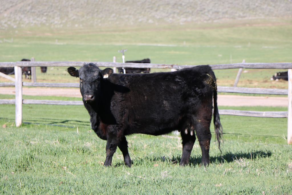 Bull Encounter