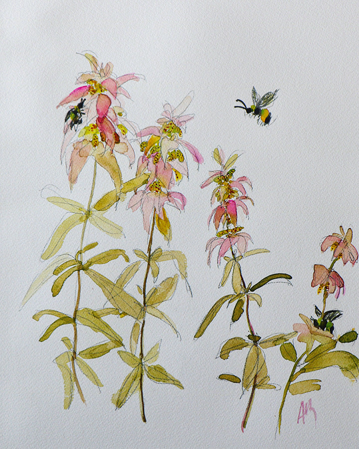 Spotted Bee Balm