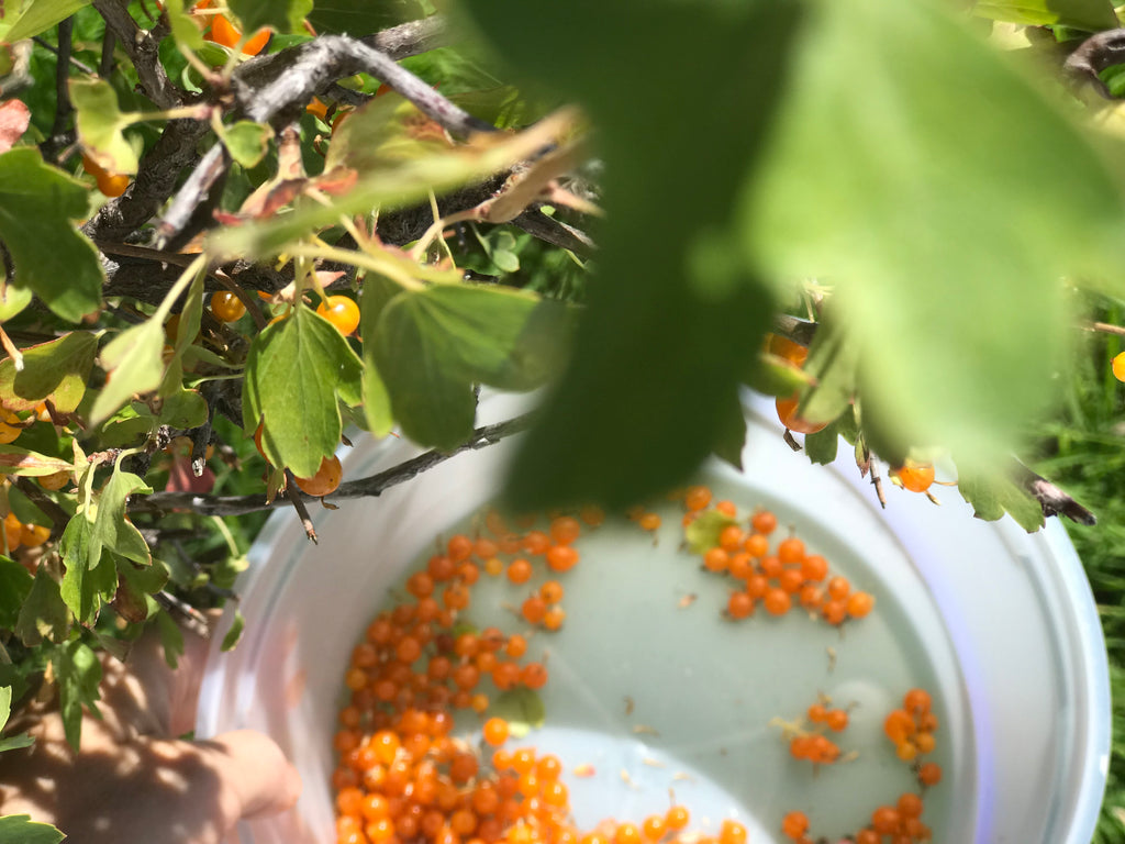 Gathering Berries