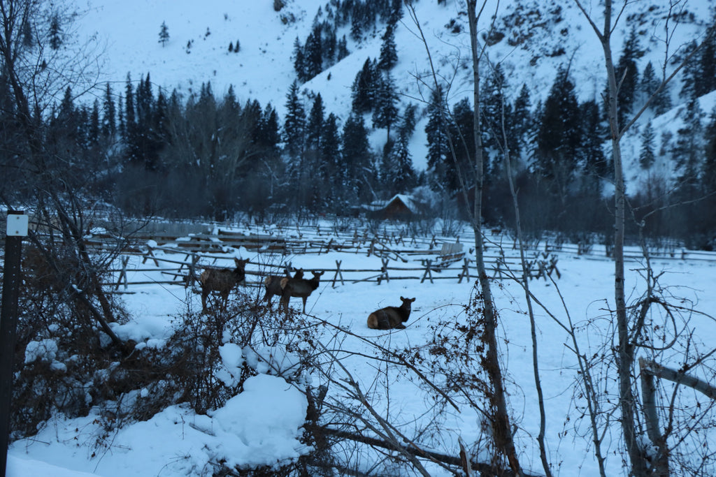 Winter Wildlife