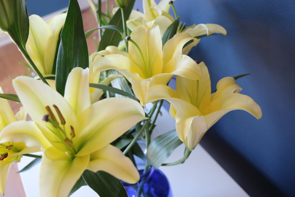 Yellow Lilies