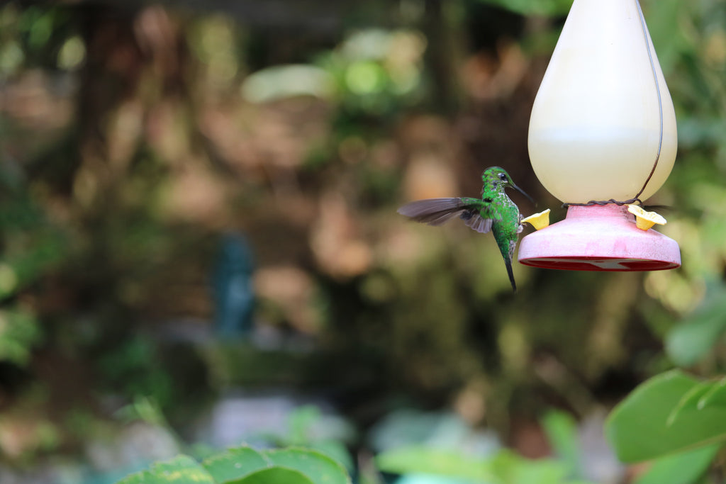 Hummingbirds in Costa Rica