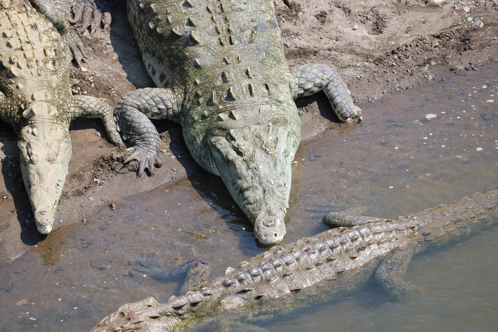 Harry the One-Handed Crocodile