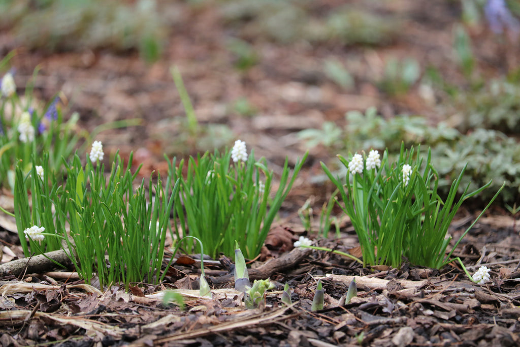 Spring Blossoms