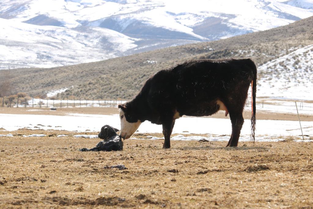Baby Calf Stands For The First Time
