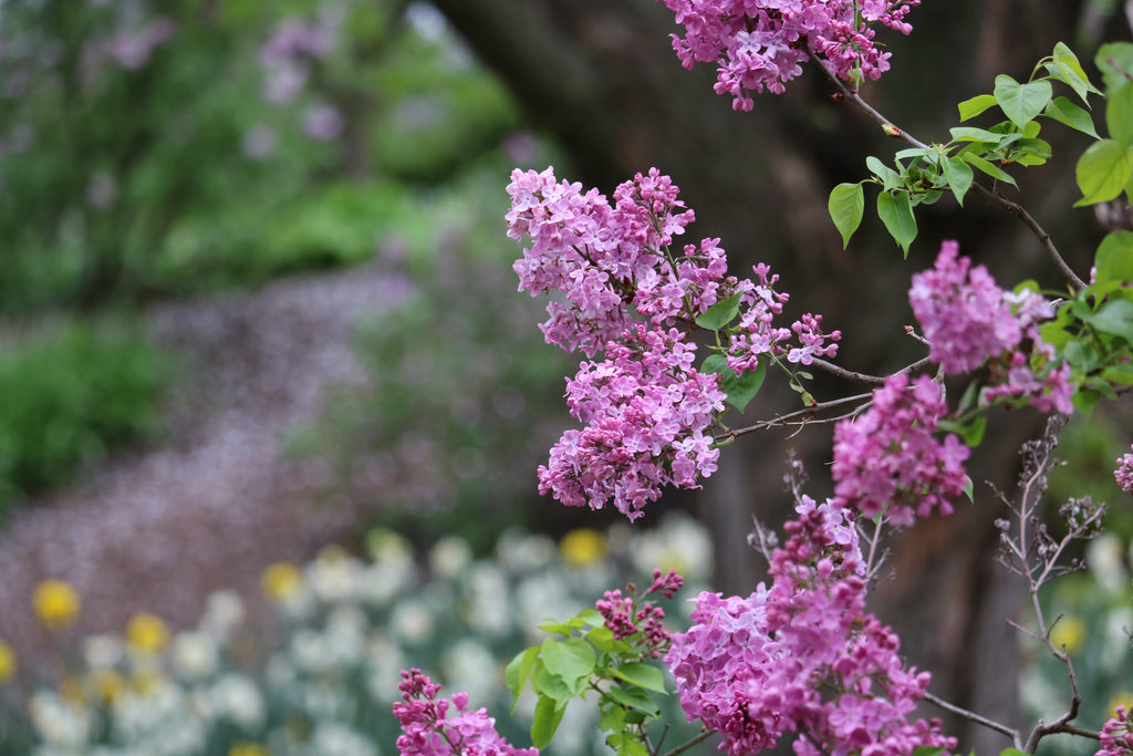 Inspired by Lilac Bushes