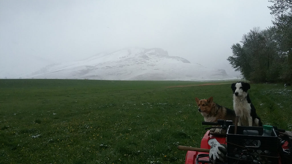 Spring in Idaho