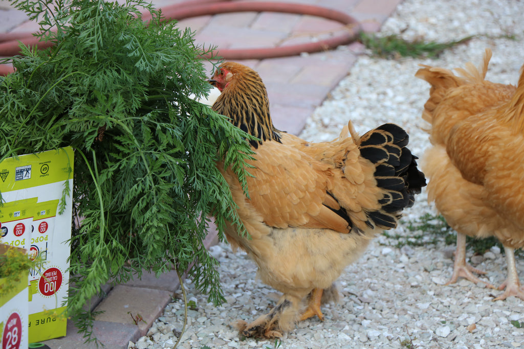 Curious Chickens