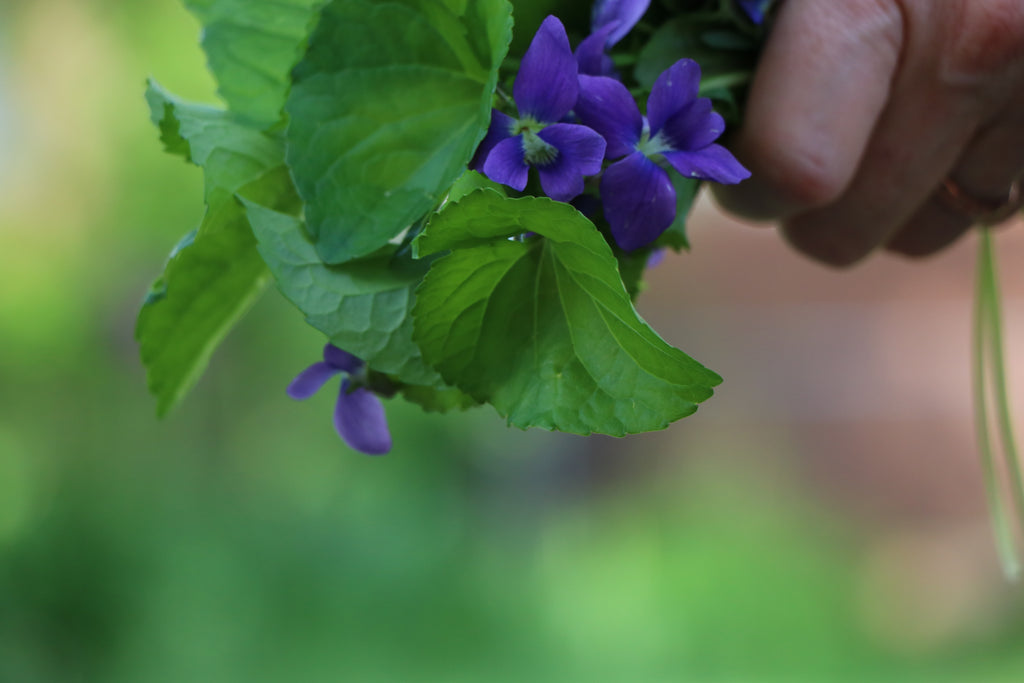 Spring Pansies and Violets