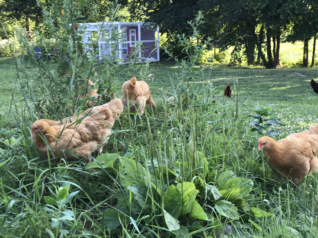 Sunflowers on the Farm