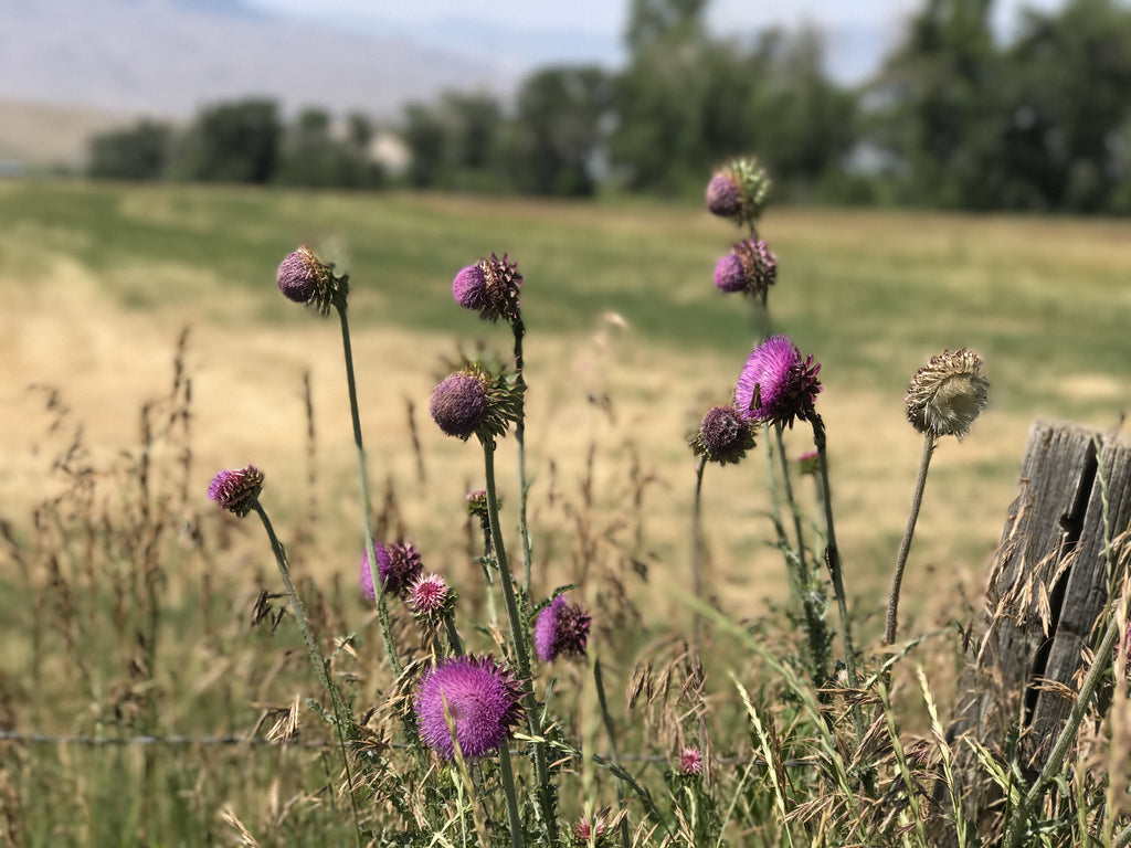 In Idaho on the Ranch