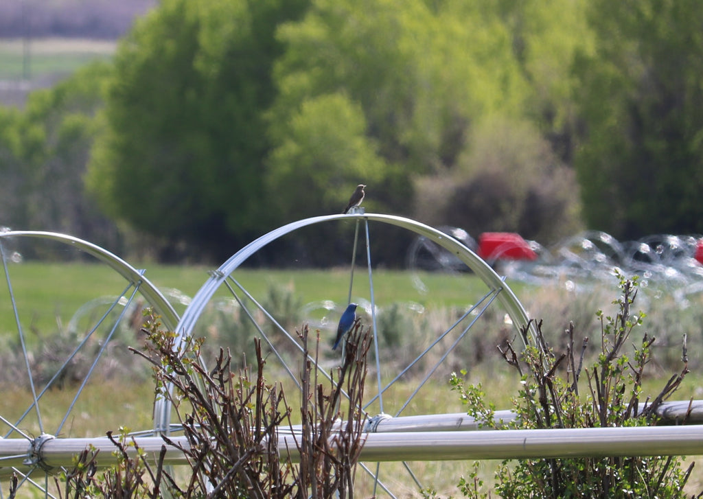 I Found Some Mountain Bluebirds!