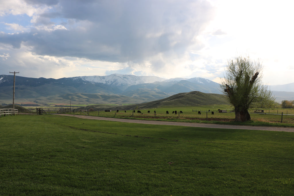 The Ranch