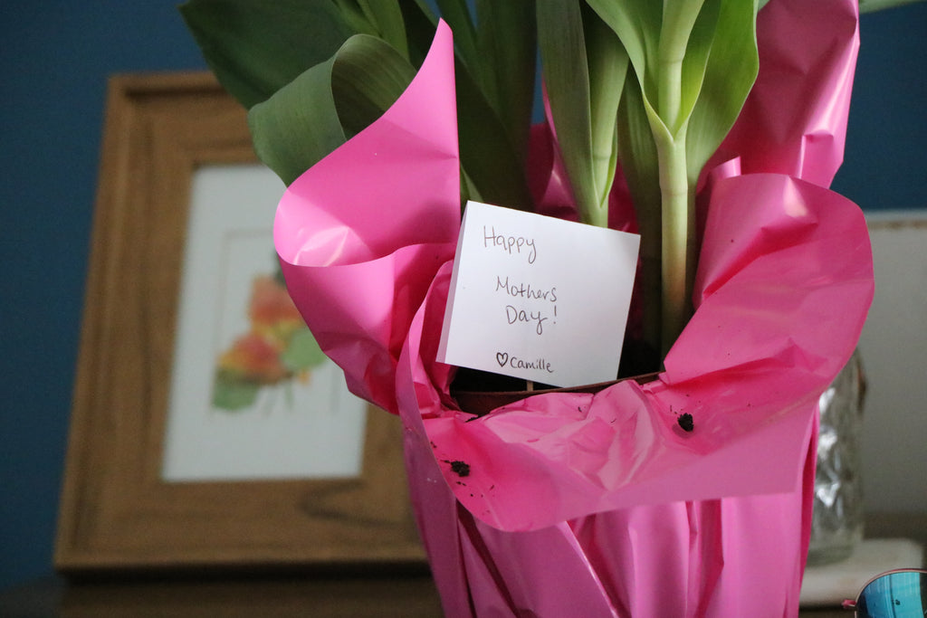 Mother's Day Tulips