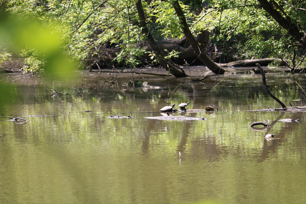 Fullersburg Woods Walk