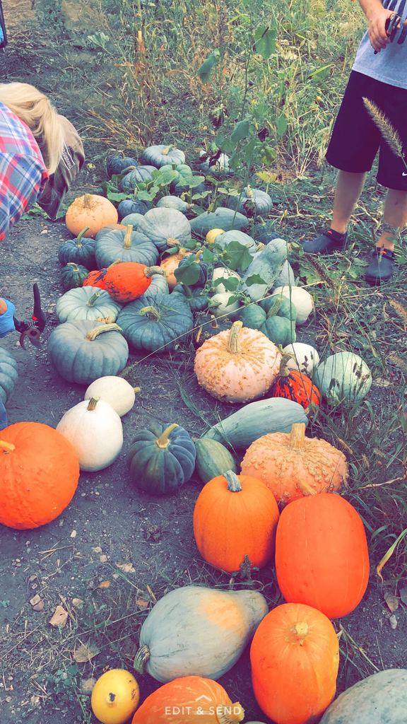 Harvesting Pumpkins and Zinnias