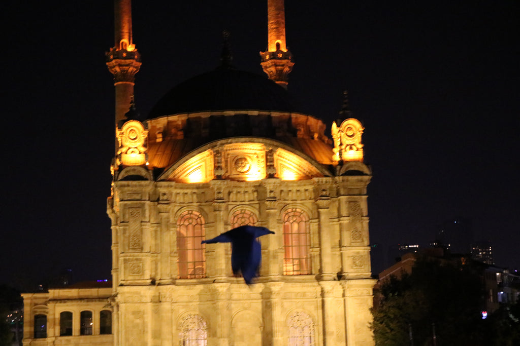 Seagulls in Istanbul