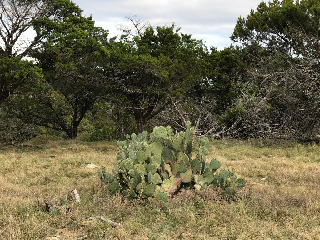 Just Got Back from Texas