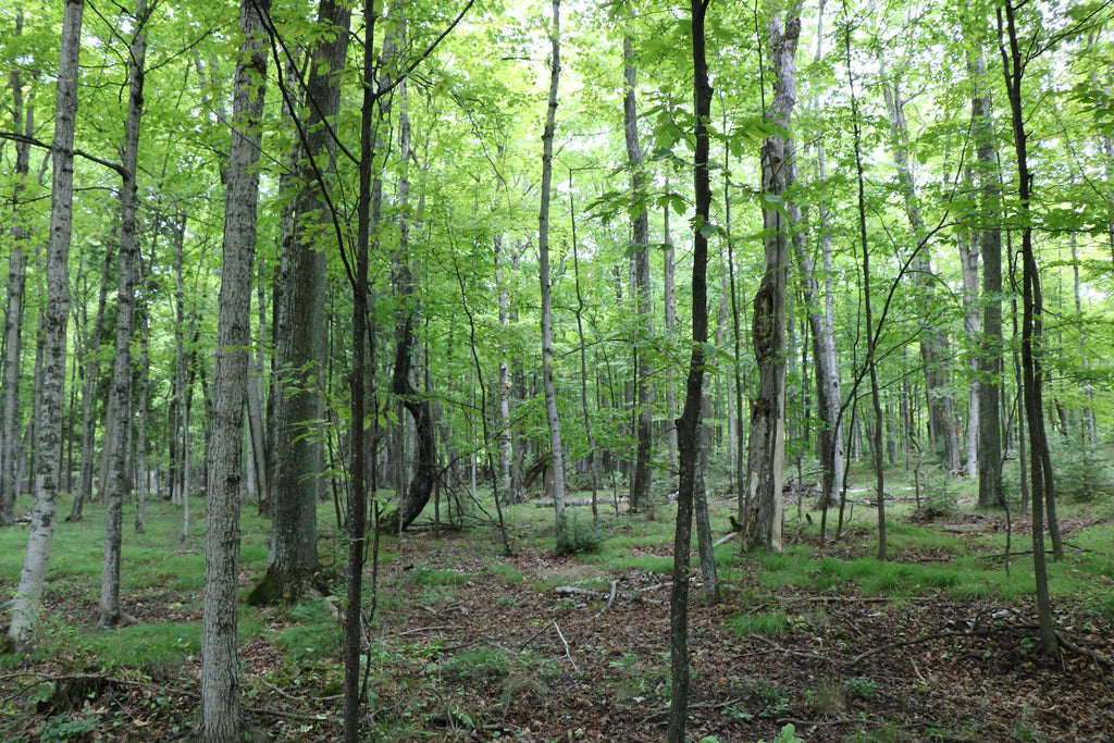Peninsula State Park