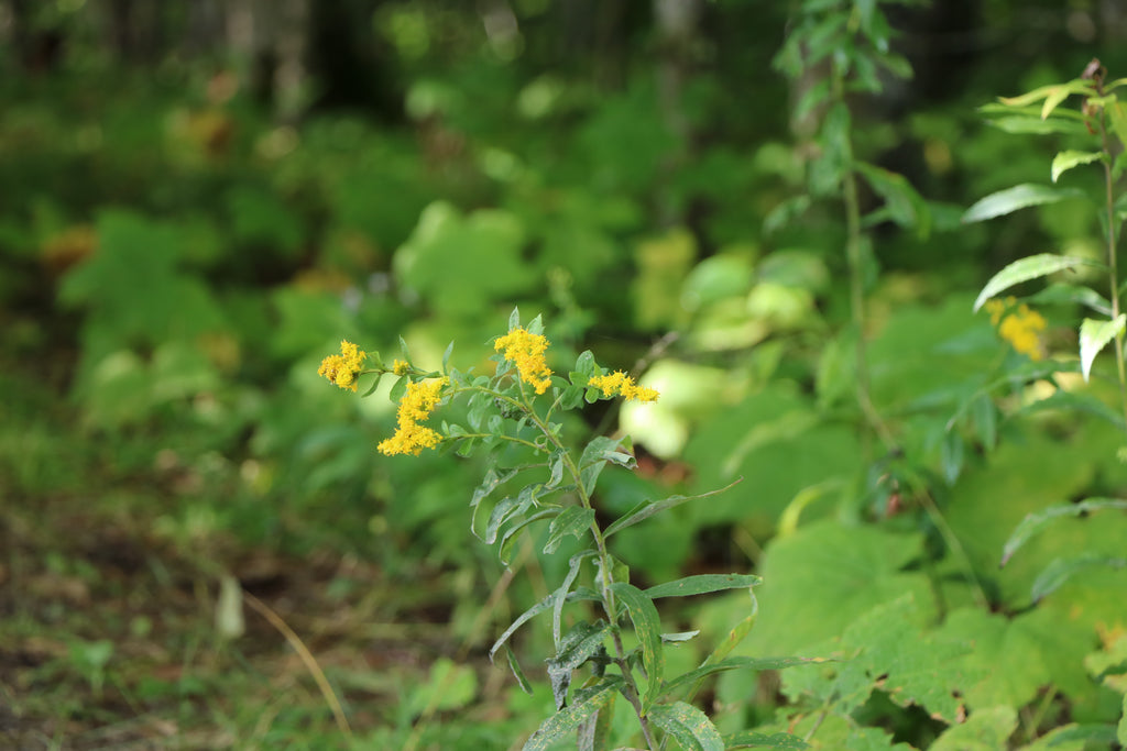 Wildflowers.in Door County, Wisconsin