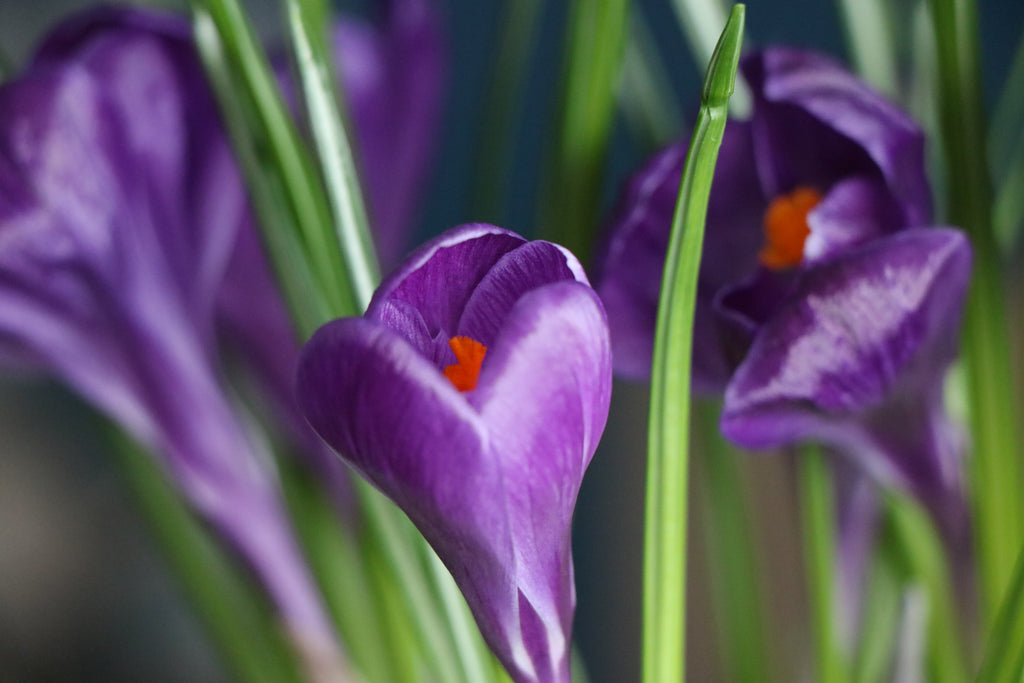 Purple Crocus