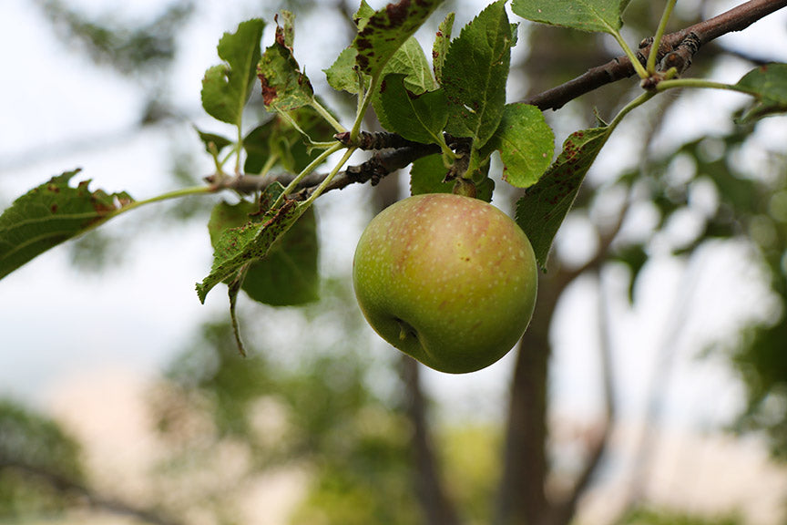 Picking Apples