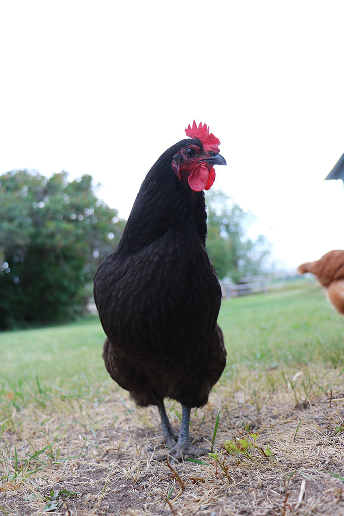 Just My Chicken Saying Hi