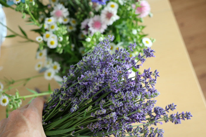 Picking Fresh Lavender