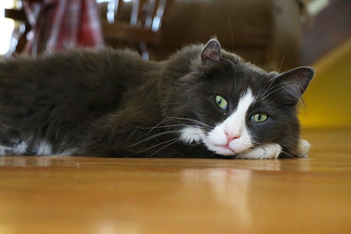 One of My Cats, Bob