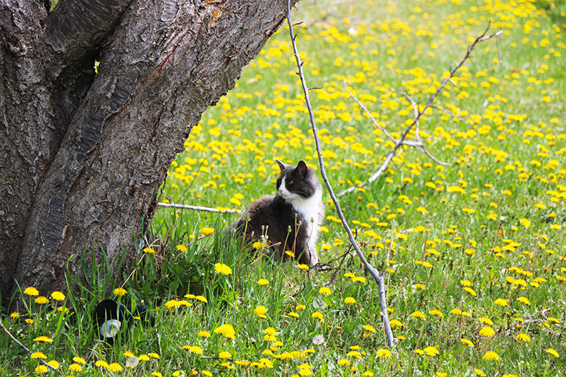 Picking Dandelions