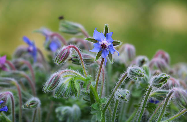 Garden Inspiration