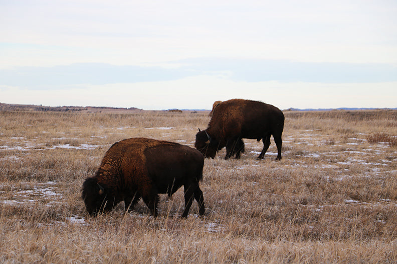 Photos from North Dakota