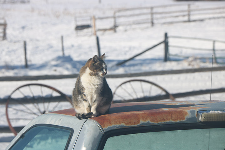 Cat Patrol