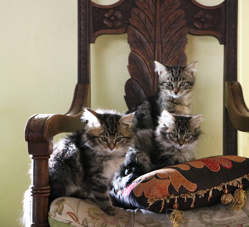 New Kittens