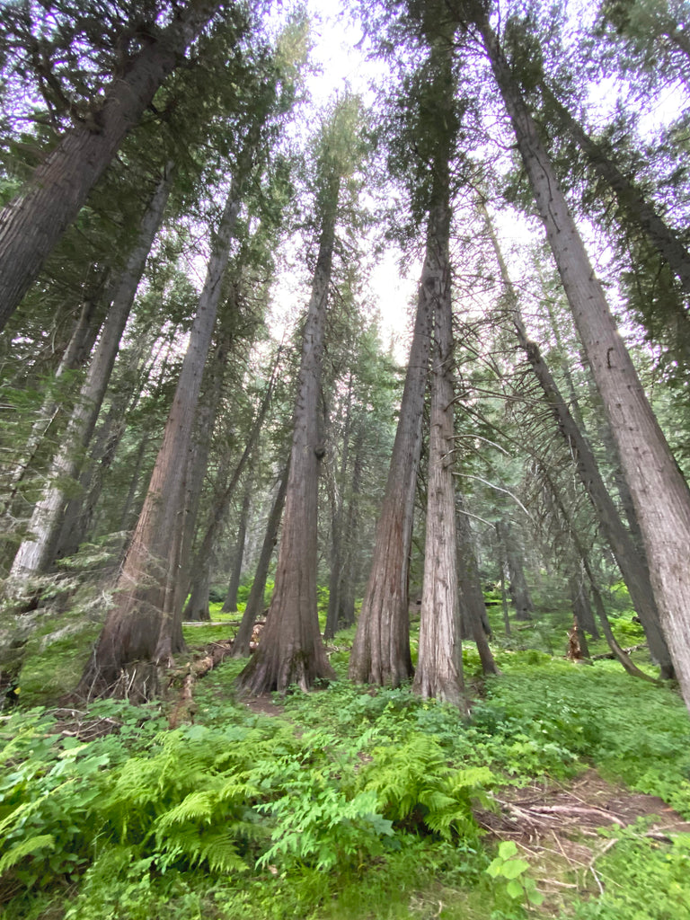 Ancient Cedar Forest