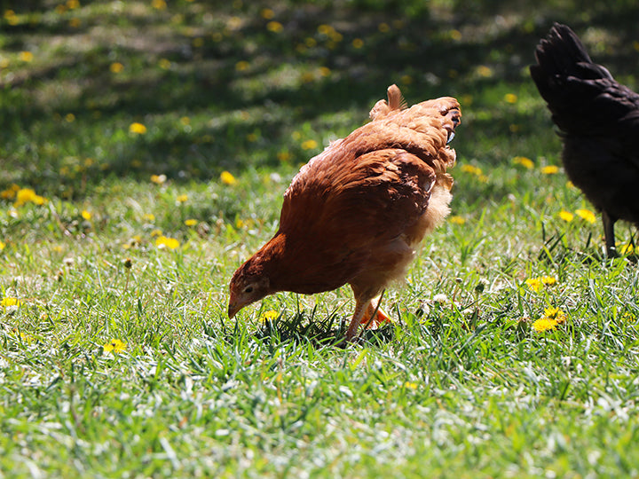 Chickens
